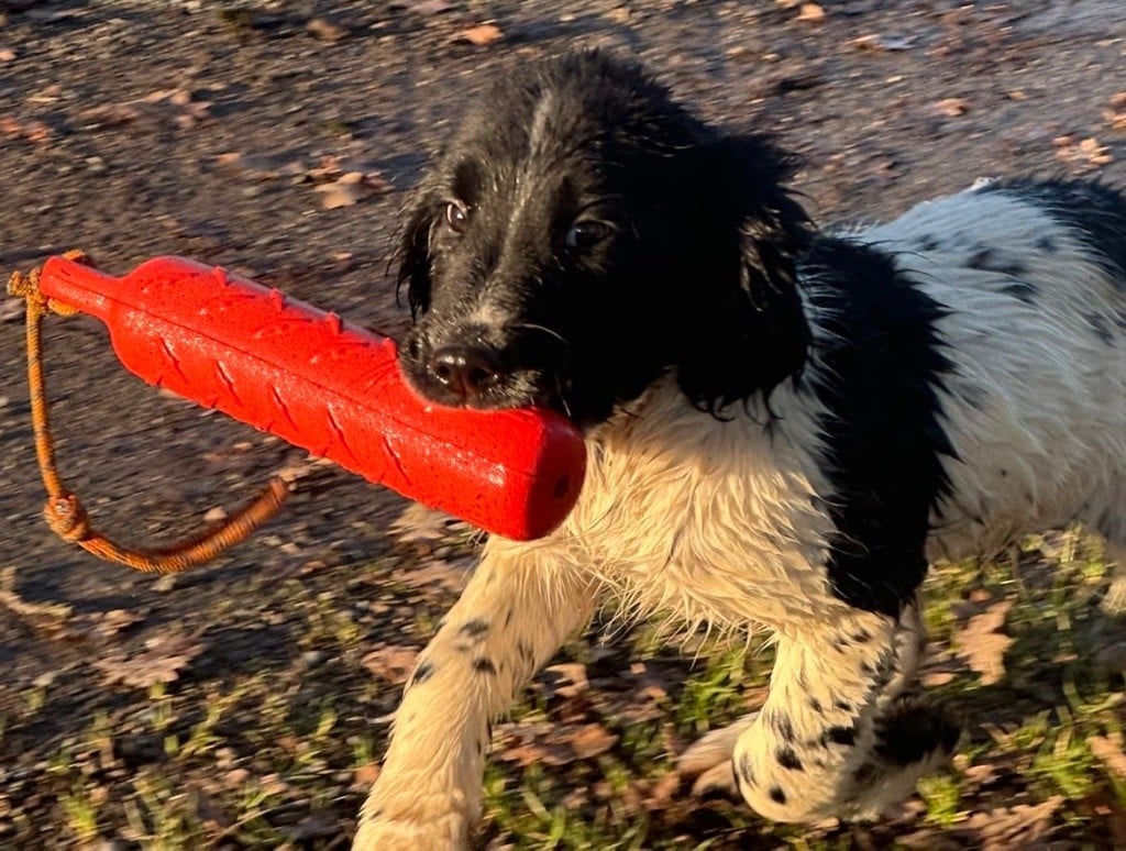 English Springer Spaniel - des Etangs de Dame Blanche