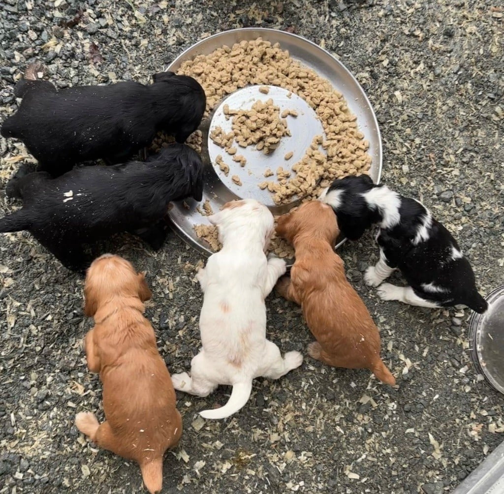 Cocker Spaniel Anglais - des Etangs de Dame Blanche