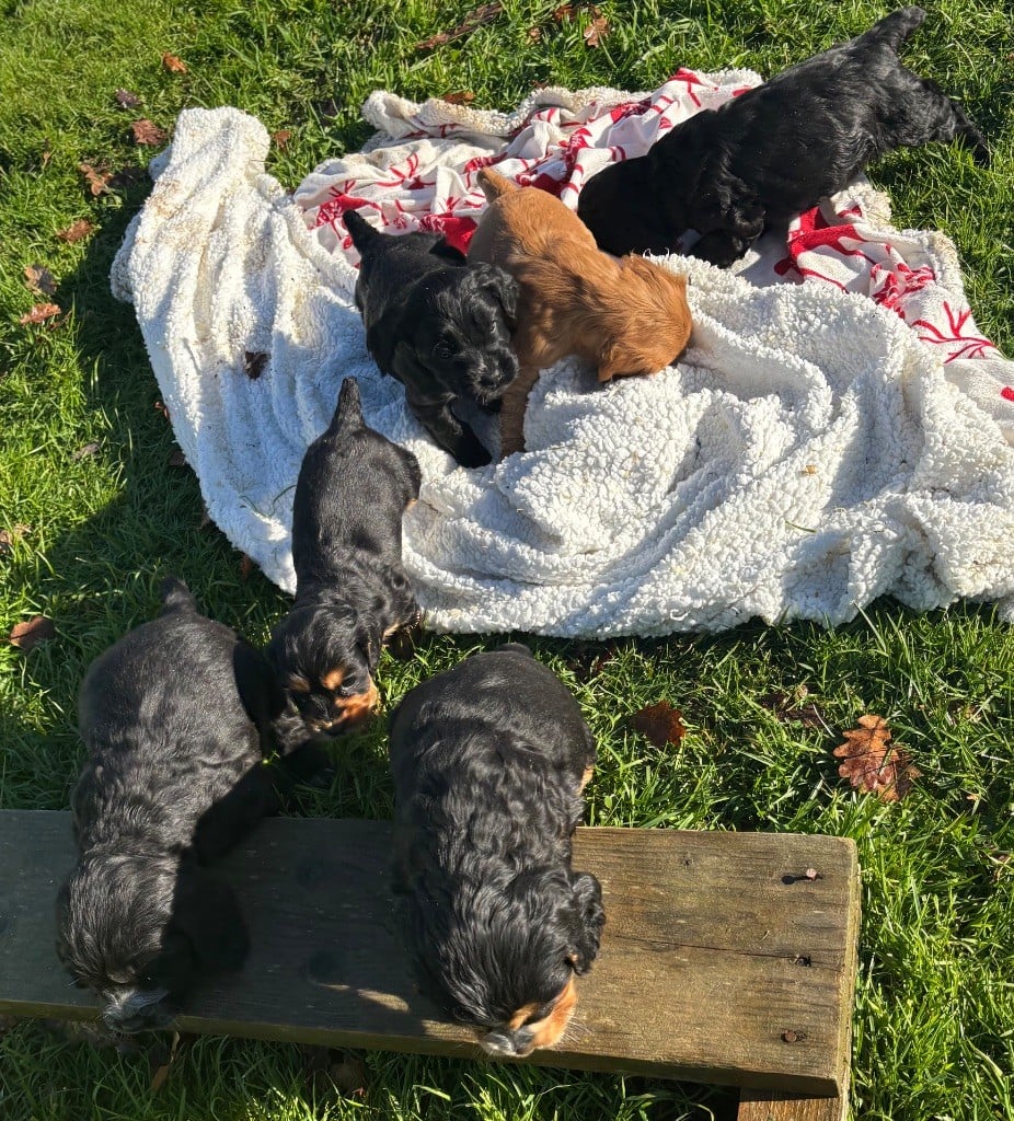 Cocker Spaniel Anglais - des Etangs de Dame Blanche
