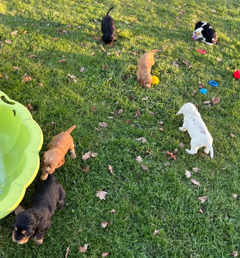 Cocker Spaniel Anglais - des Etangs de Dame Blanche