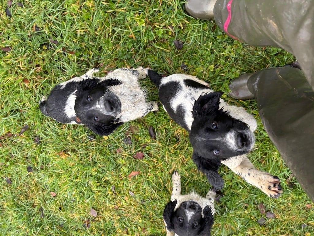 English Springer Spaniel - des Etangs de Dame Blanche