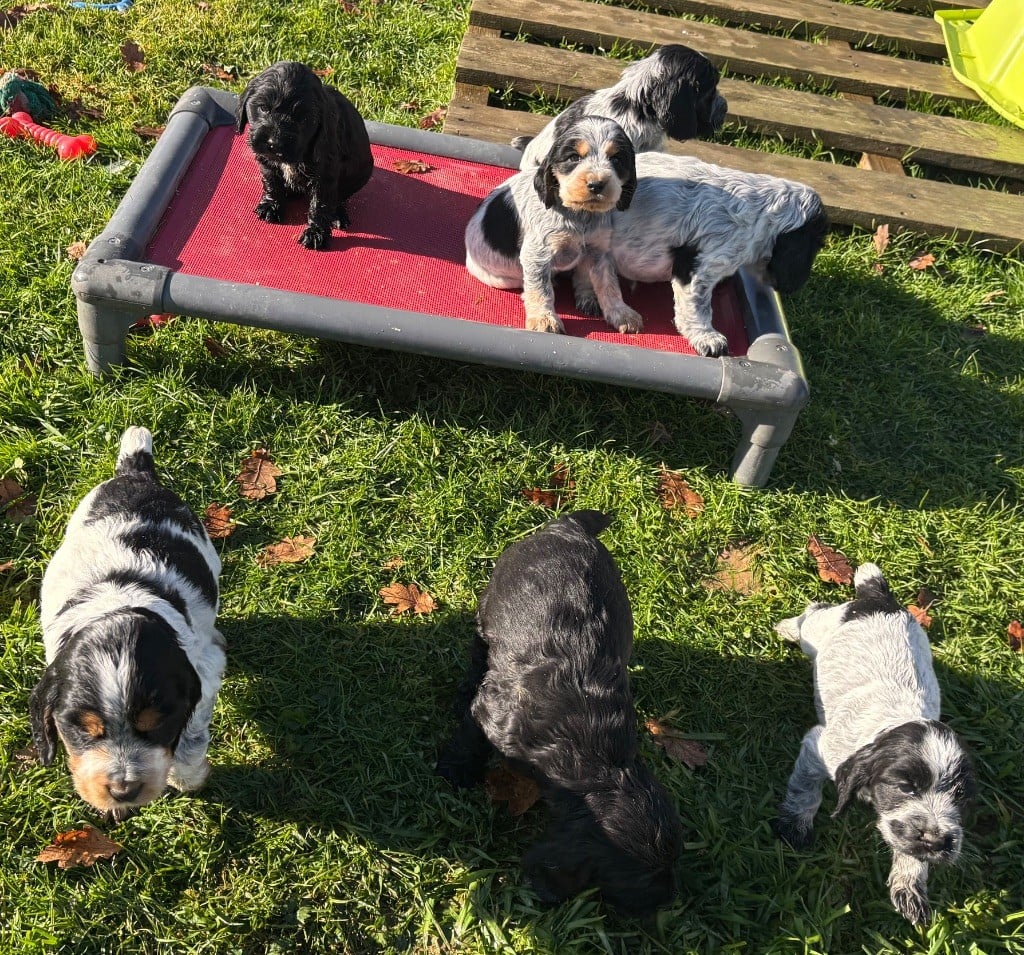 Cocker Spaniel Anglais - des Etangs de Dame Blanche