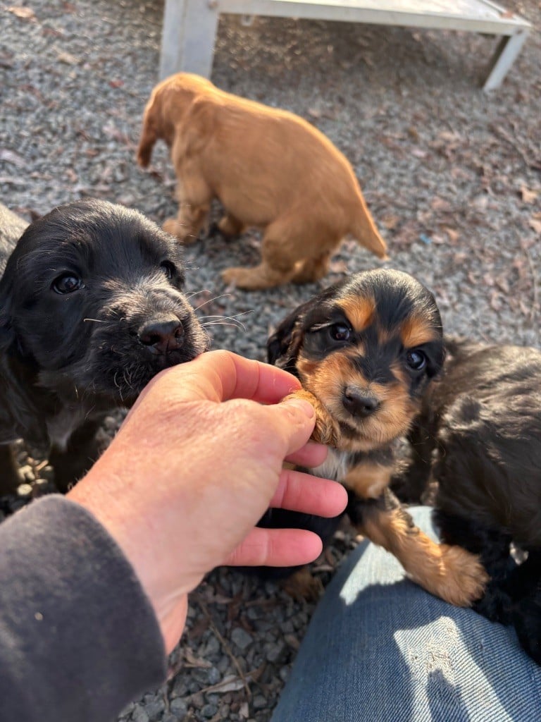 Cocker Spaniel Anglais - des Etangs de Dame Blanche