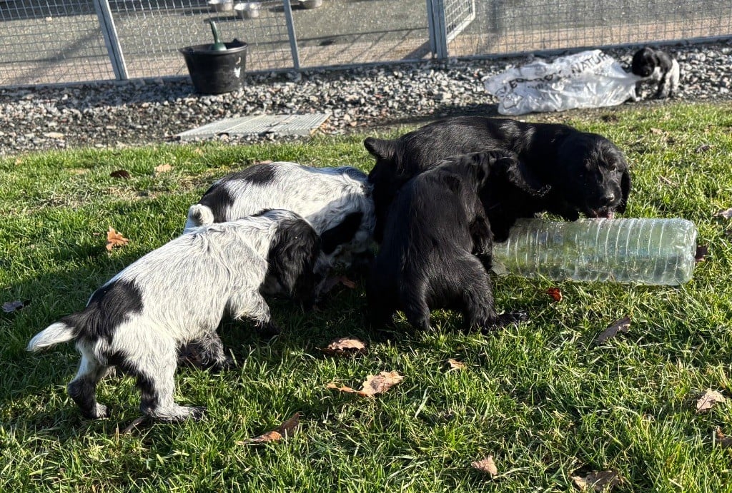 Cocker Spaniel Anglais - des Etangs de Dame Blanche