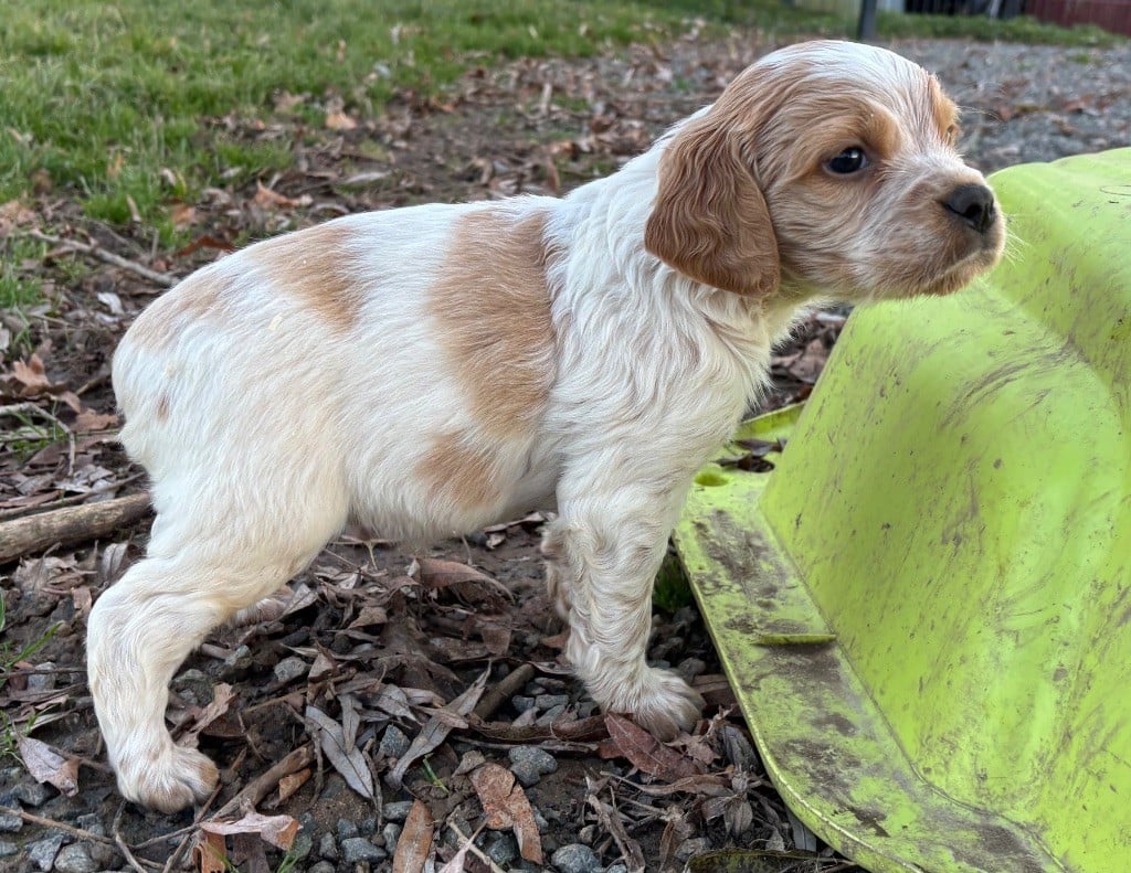 A....................