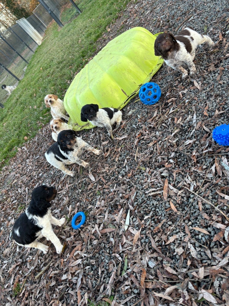 Epagneul Breton - des Etangs de Dame Blanche