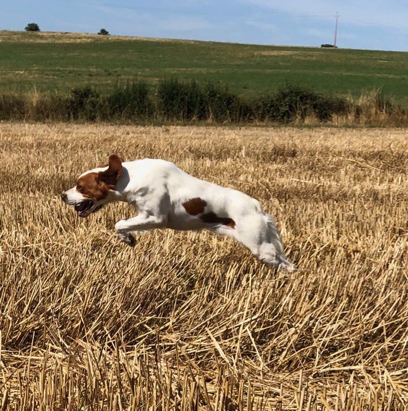 Femelle De Chien De Chasse 4 Lettres