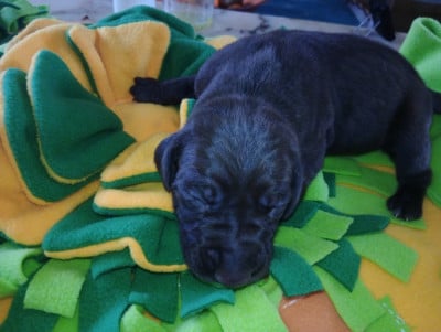 Les chiots de Braque allemand à poil court