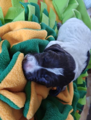 Les chiots de Braque allemand à poil court