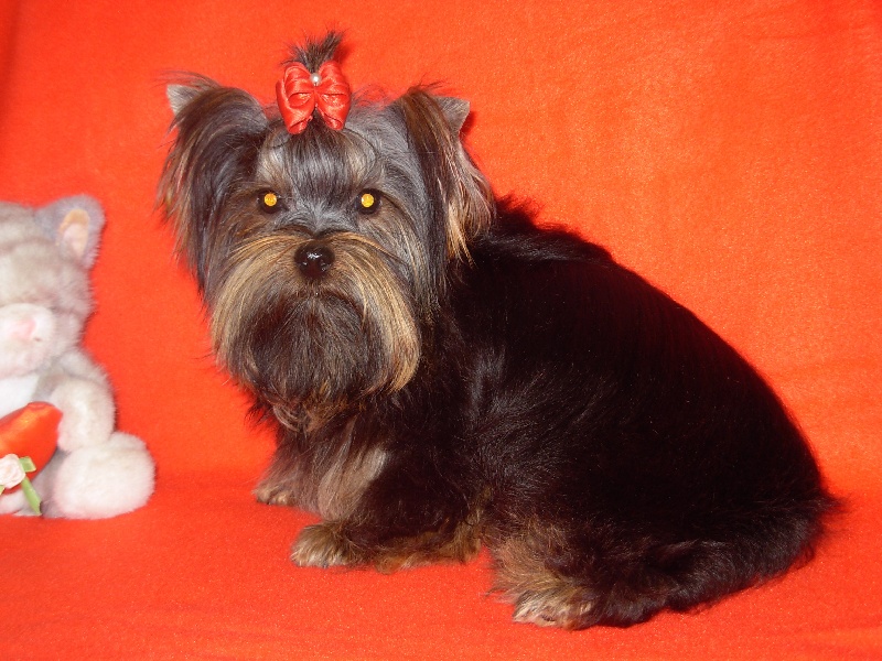 Publication : Du logis de beaumanoir Auteur : Logis de Beaumanoir / l Sanchez