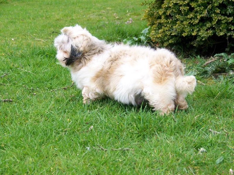 Publication : Du logis de beaumanoir Auteur : Logis de Beaumanoir