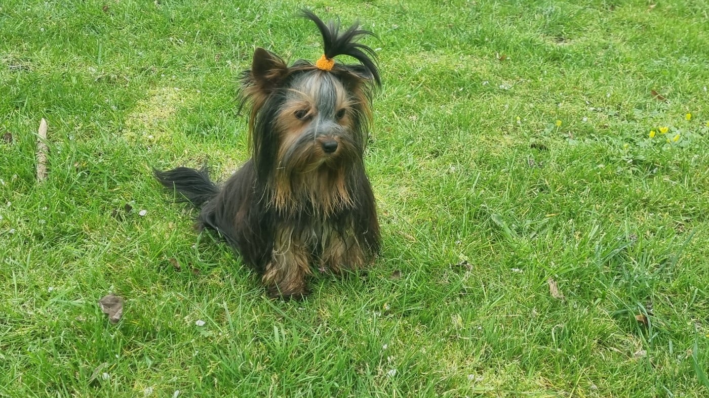 ASHLEY Du logis de beaumanoir