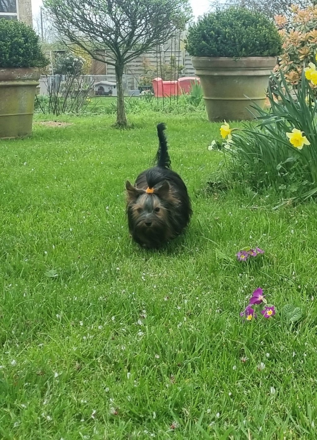 ASHLEY Du logis de beaumanoir