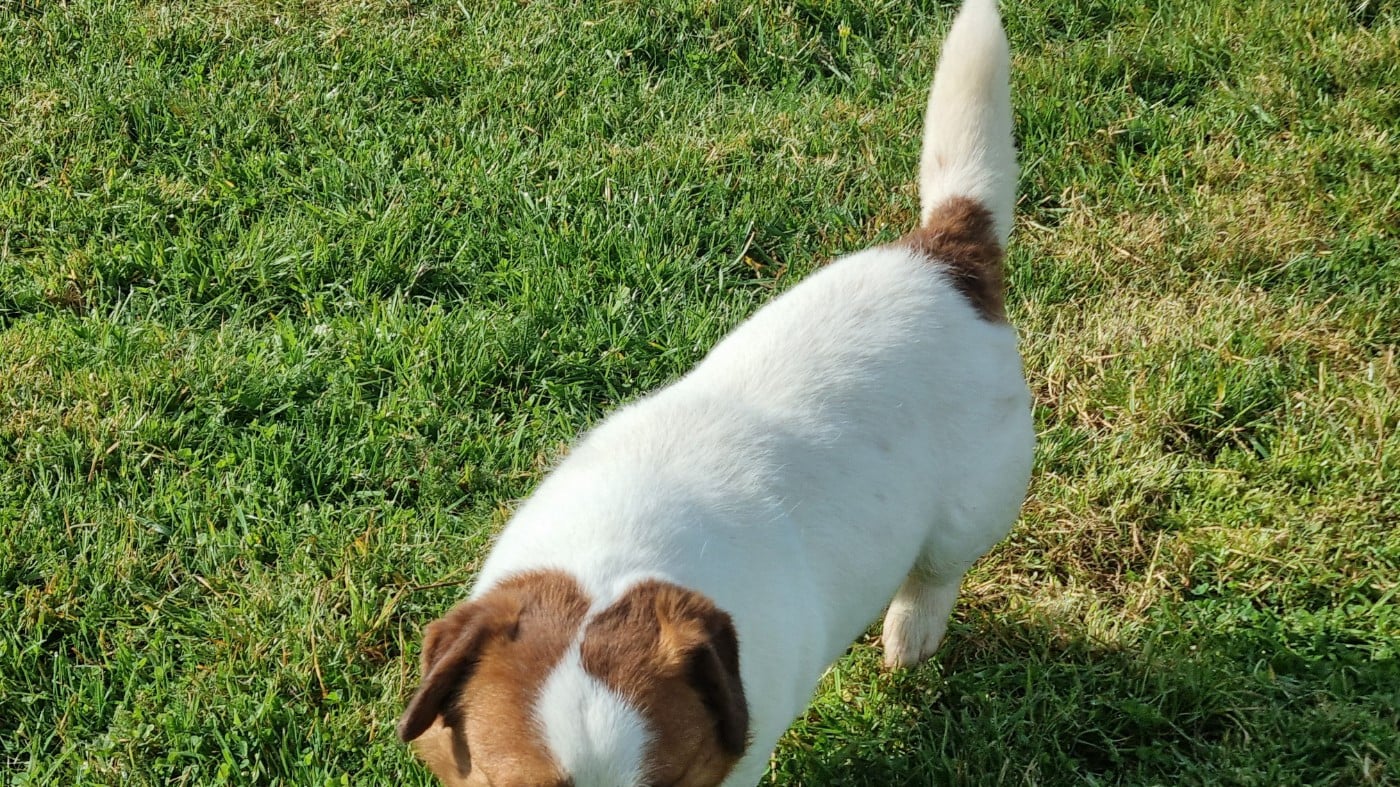 Untel Du logis de beaumanoir