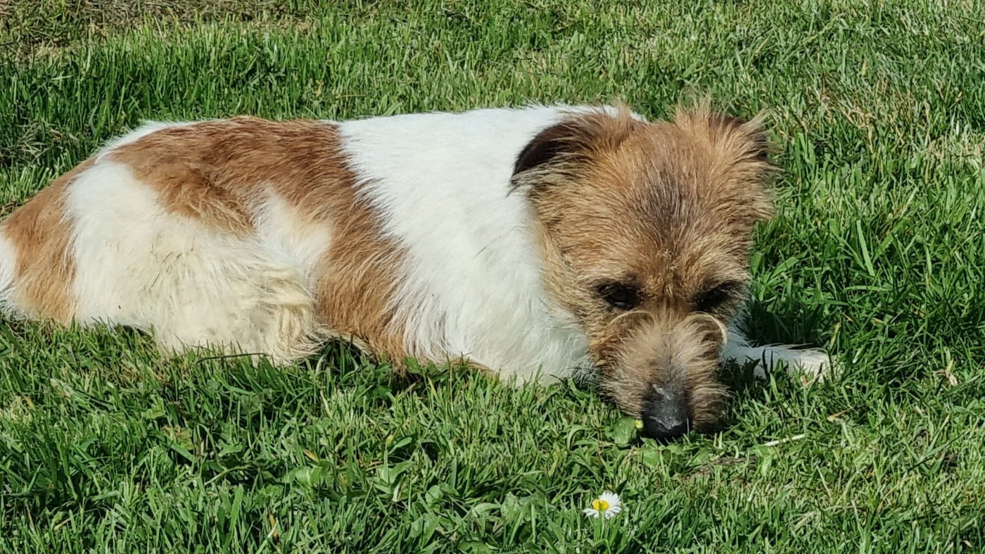 Velcro Du logis de beaumanoir