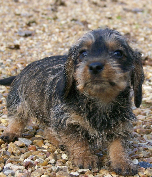 Publication : Du logis de beaumanoir Auteur : Logis de Beaumanoir / L Sanchez