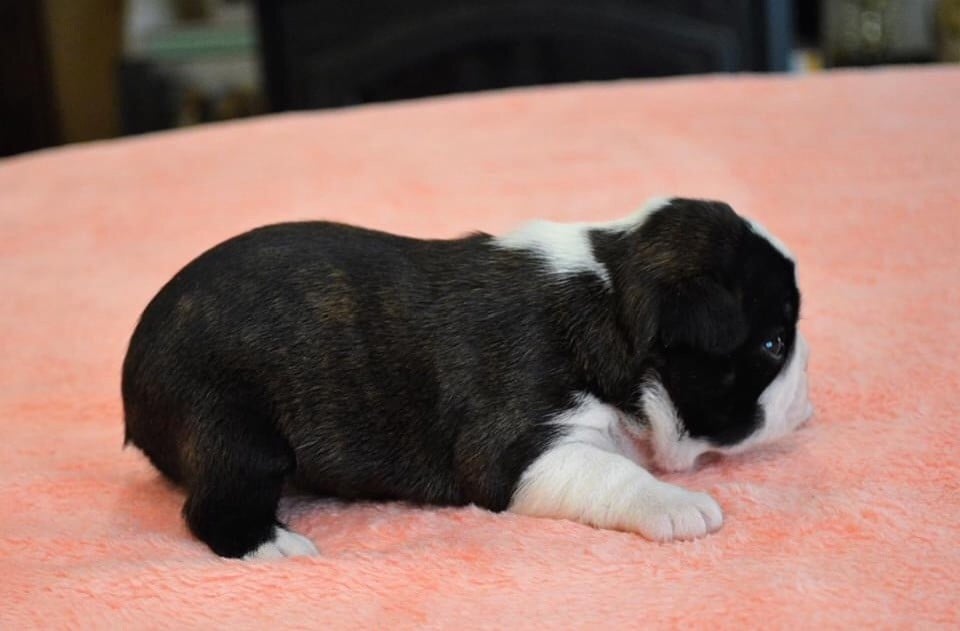 O katioushka of Penny Park