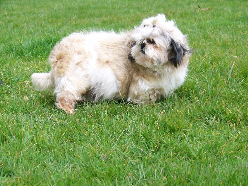 Publication : Du logis de beaumanoir Auteur : Logis de Beaumanoir