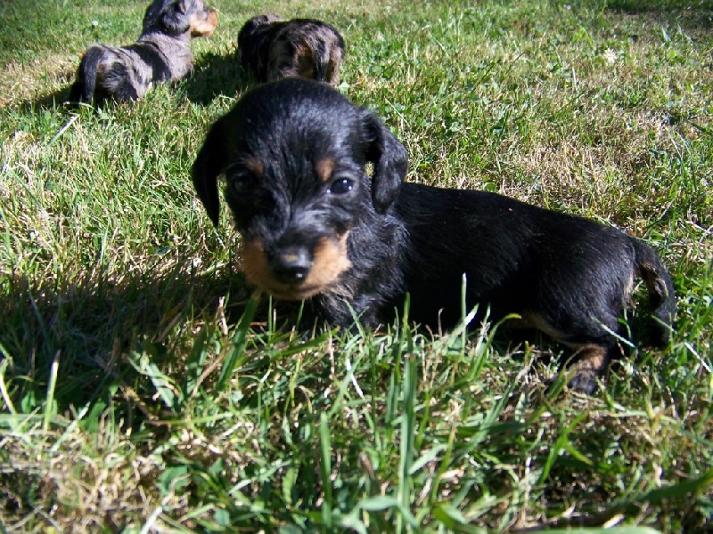 Publication : Du logis de beaumanoir Auteur : Logis de Beaumanoir
