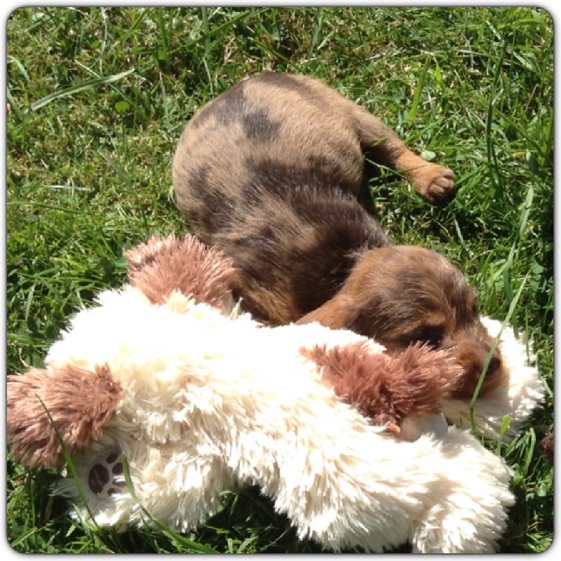 Publication : Du logis de beaumanoir Auteur : Logis de Beaumanoir