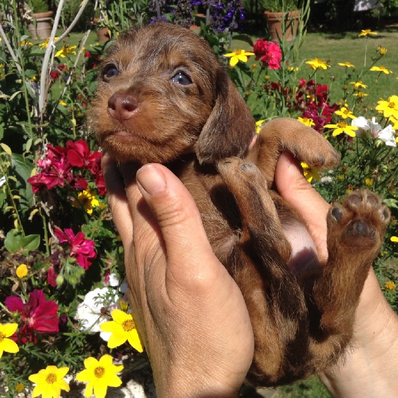 Publication : Du logis de beaumanoir Auteur : Logis de Beaumanoir