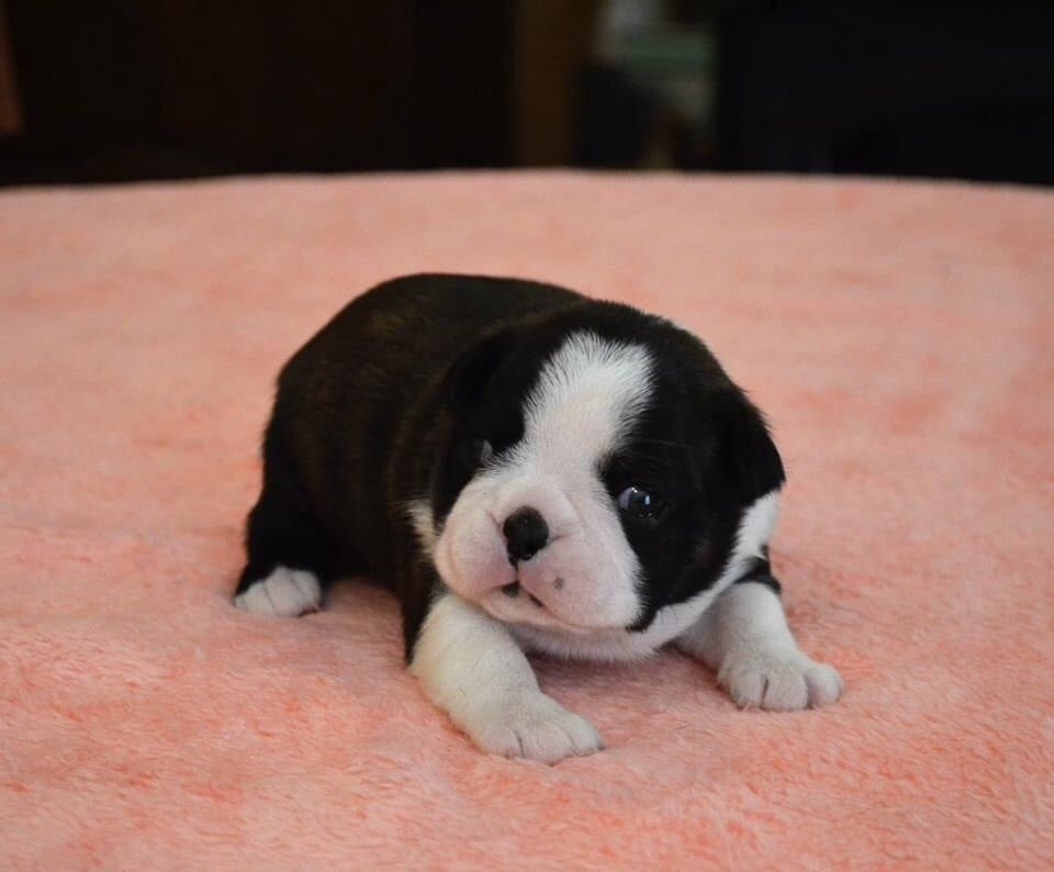 O katioushka of Penny Park