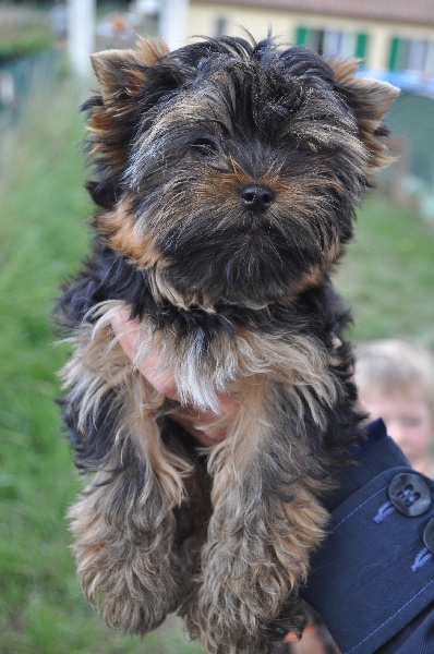 Publication : Du logis de beaumanoir Auteur : Logis de Beaumanoir / l Sanchez