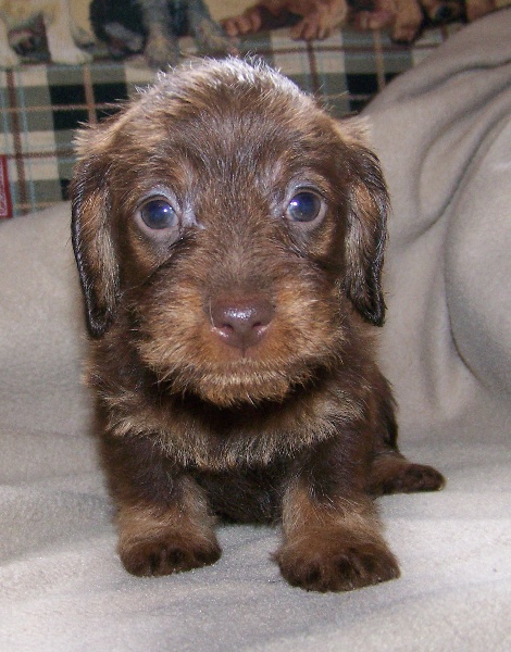 Publication : Du logis de beaumanoir Auteur : Logis de Beaumanoir / L Sanchez