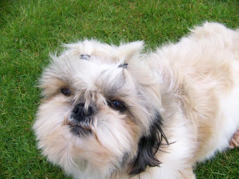 Publication : Du logis de beaumanoir Auteur : Logis de Beaumanoir