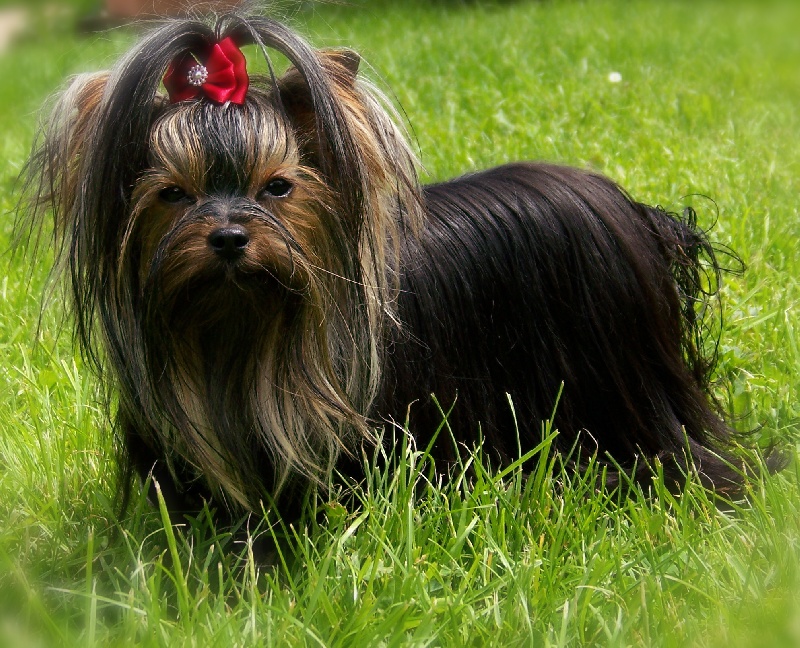 Publication : Du logis de beaumanoir Auteur : Logis de Beaumanoir / l Sanchez