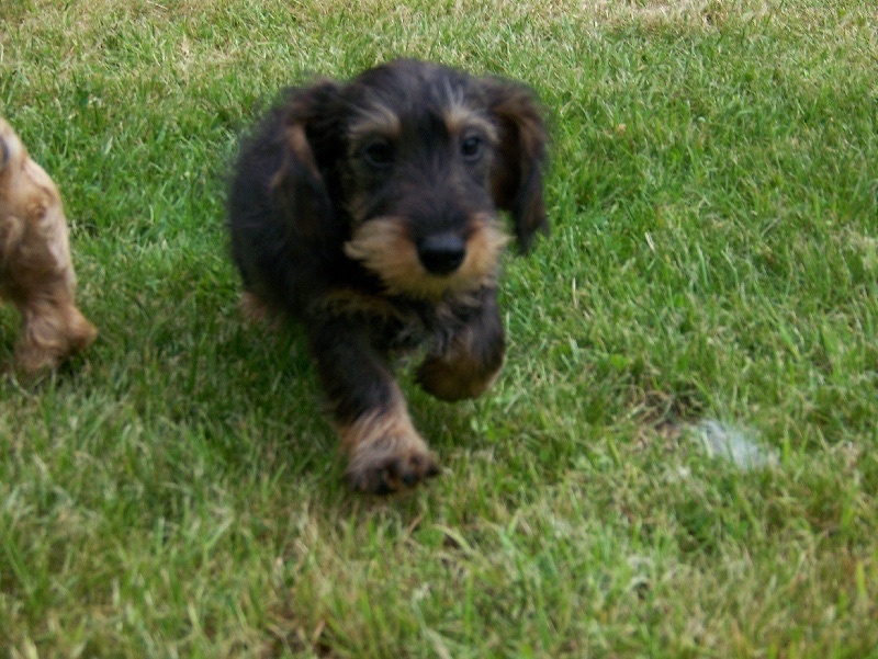 Publication : Du logis de beaumanoir Auteur : Logisdebeaumanoir