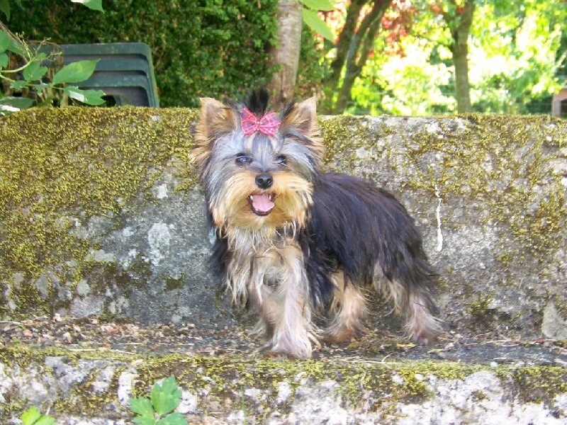 Lili rose Du logis de beaumanoir
