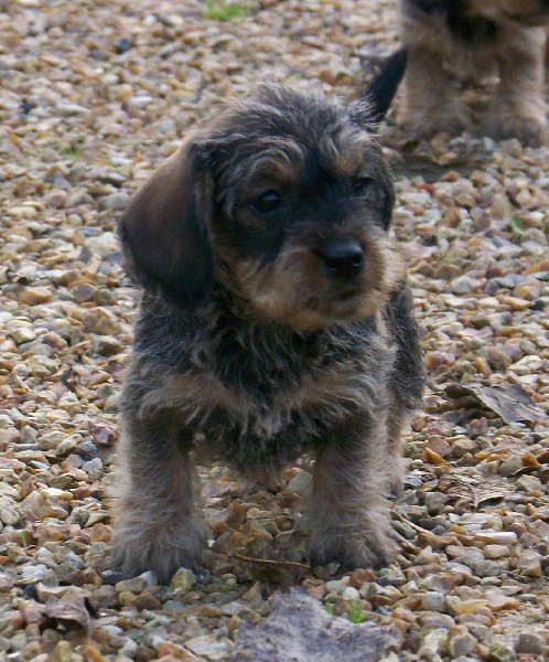 Publication : Du logis de beaumanoir Auteur : Logis de Beaumanoir / L Sanchez