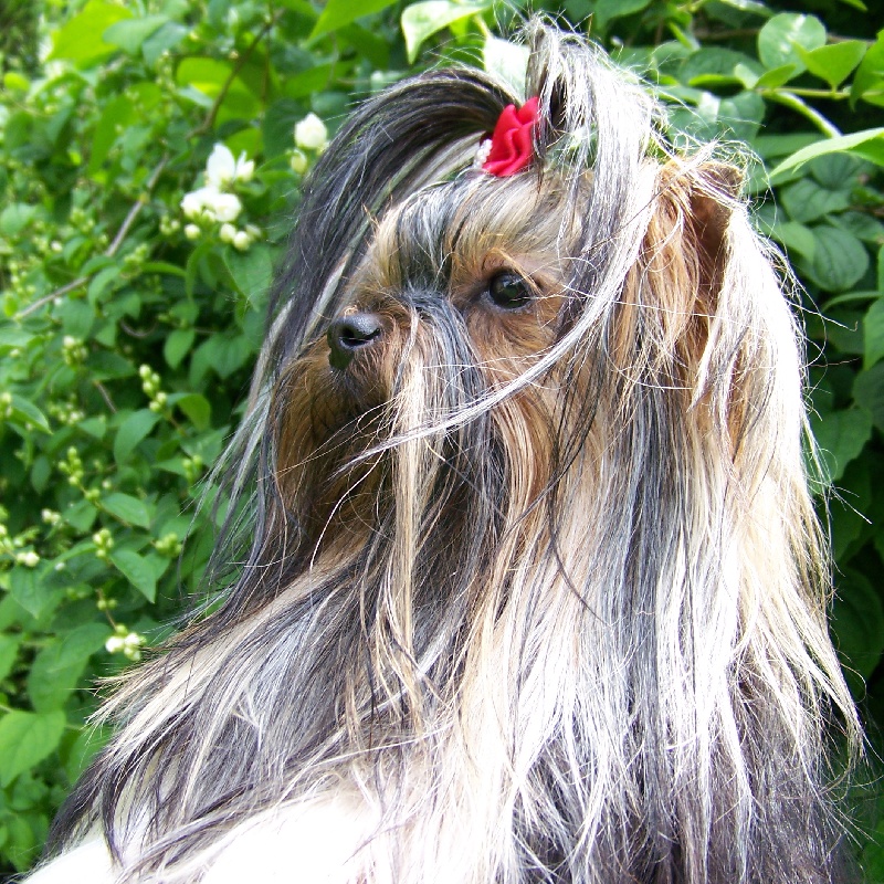 Publication : Du logis de beaumanoir Auteur : Logis de Beaumanoir / l Sanchez