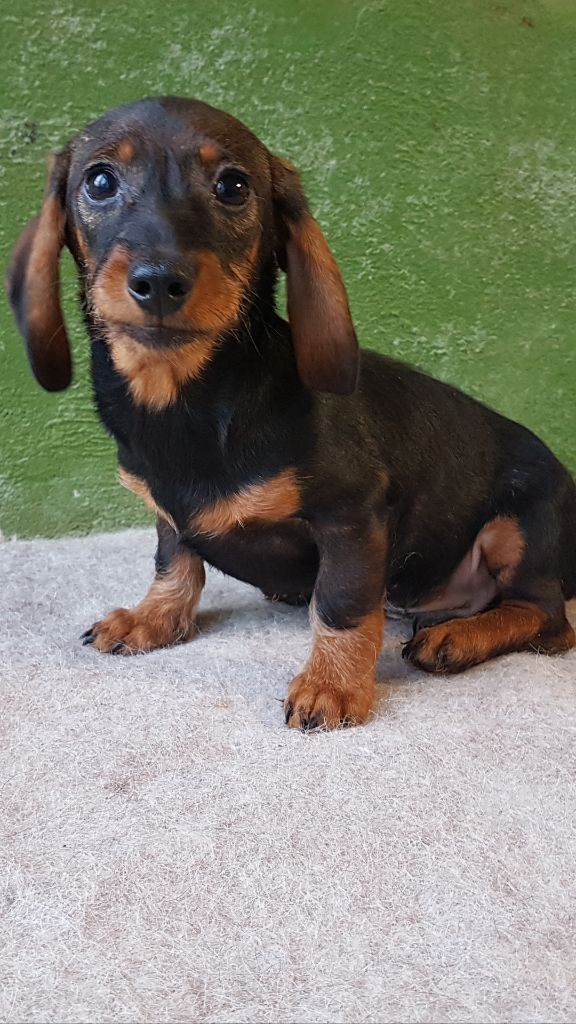 Accueil Elevage Du Logis De Beaumanoir Eleveur De Chiens