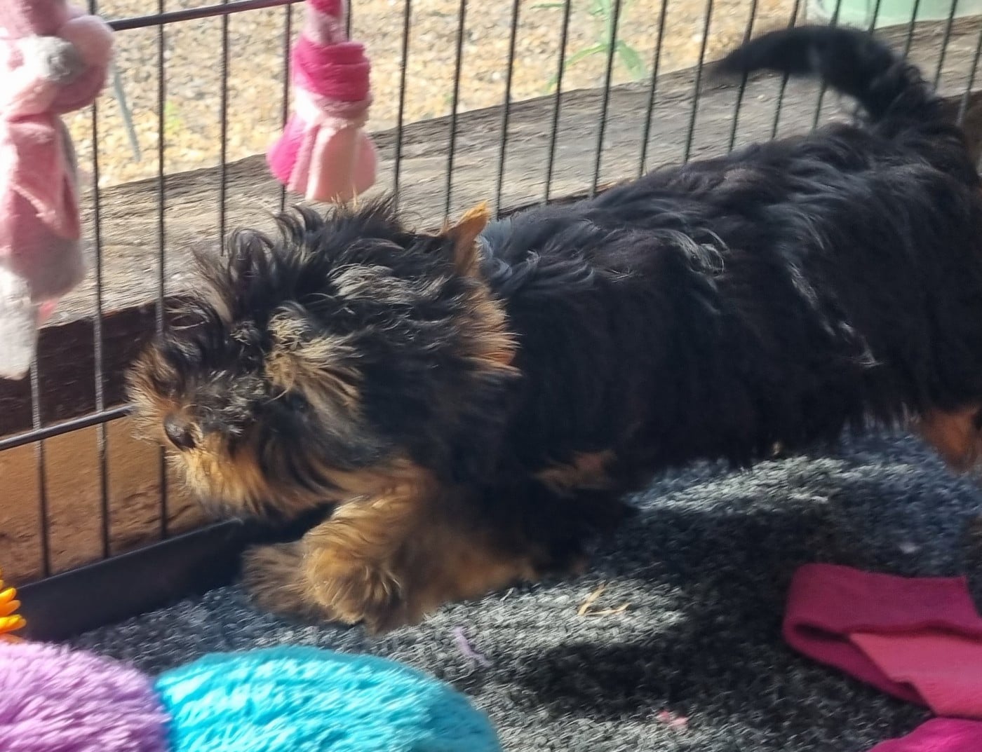 Yorkshire Terrier - Du logis de beaumanoir