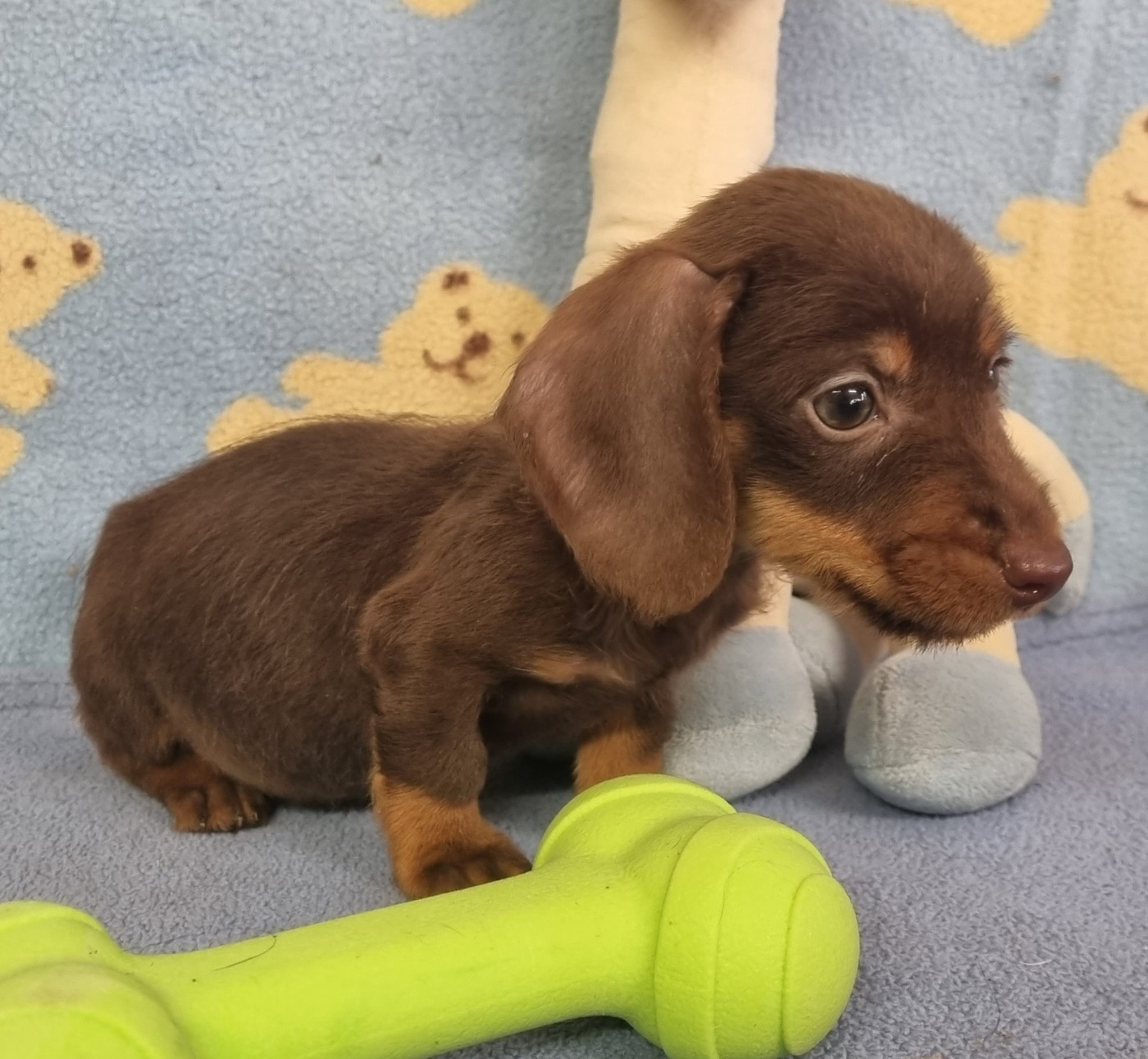 Poil dur kaninchen chocolat