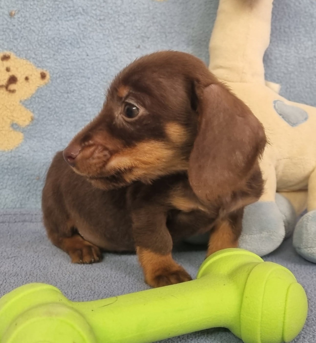 Poil dur kaninchen chocolat