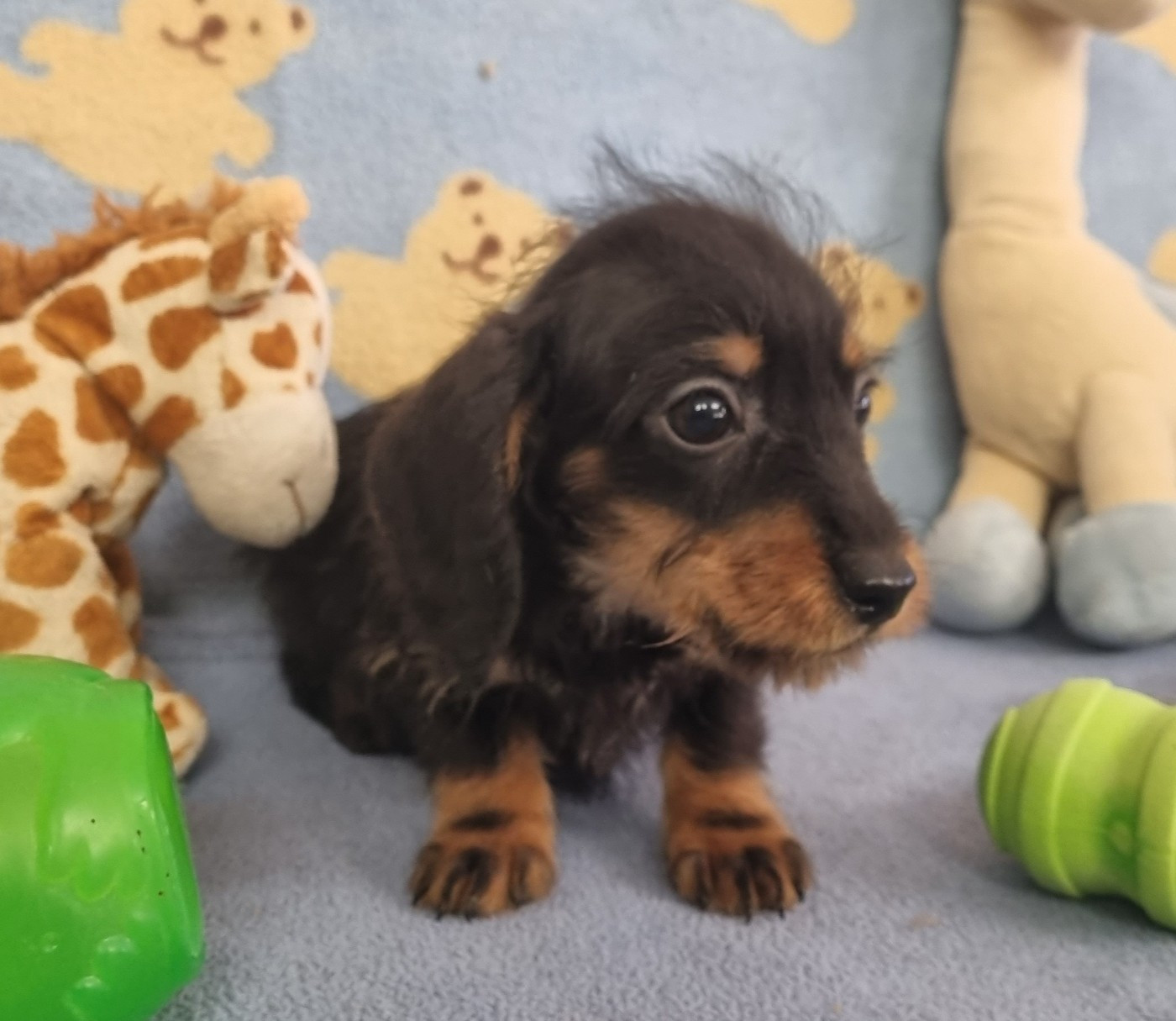 Petit nain / kaninchen noir et feu