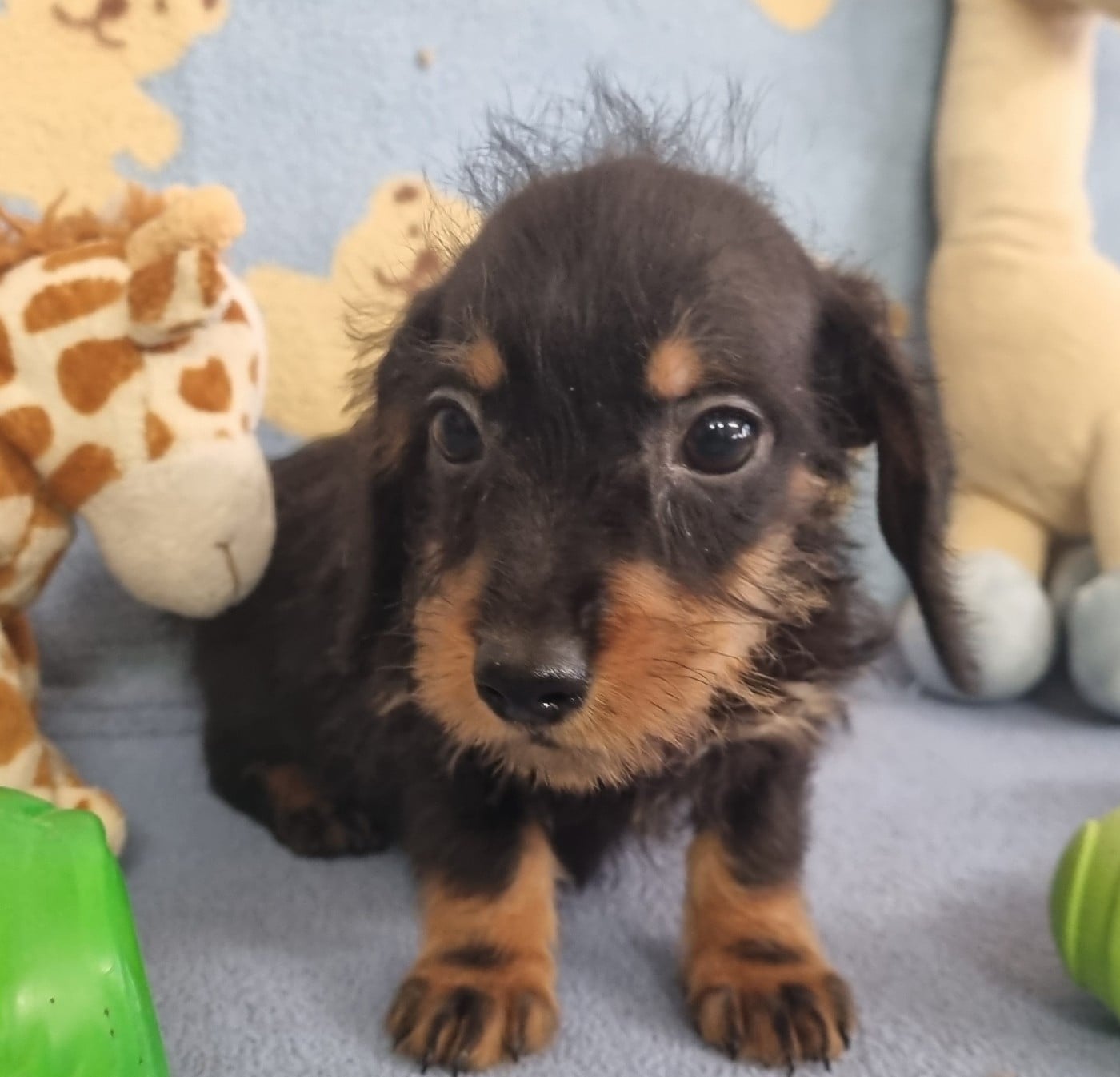 Petit nain / kaninchen noir et feu