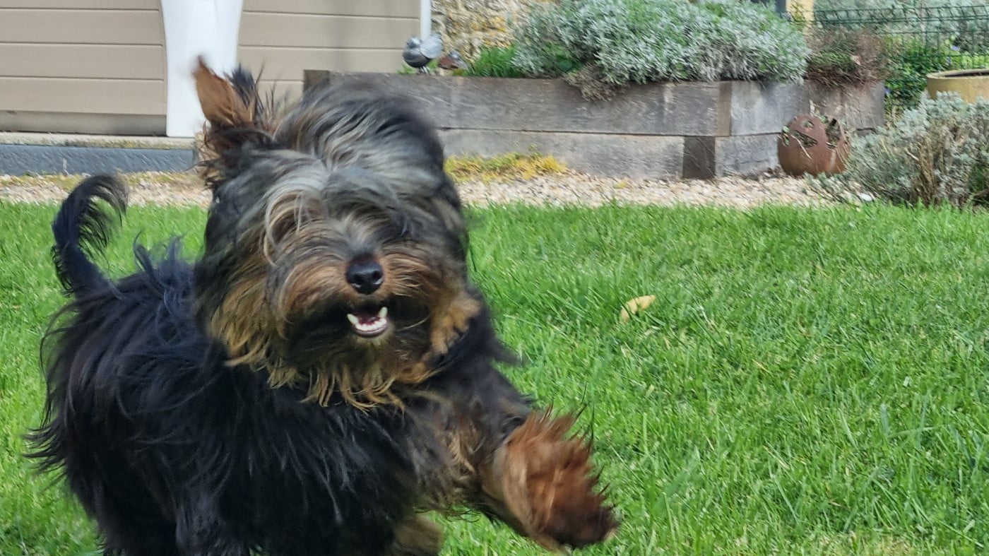 Yorkshire Terrier - Du logis de beaumanoir