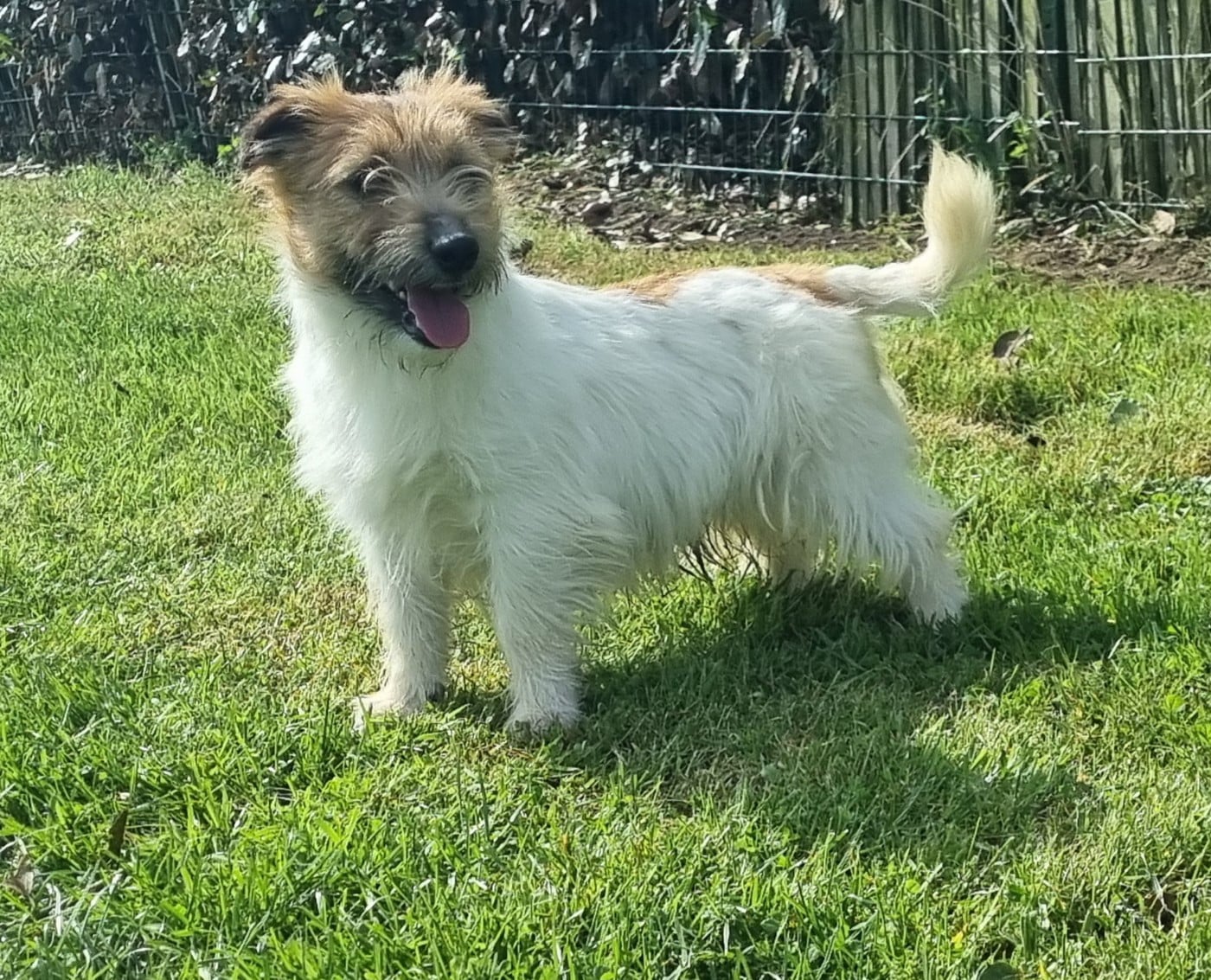 CHIOT Velcro du Logis de Beaumanoir