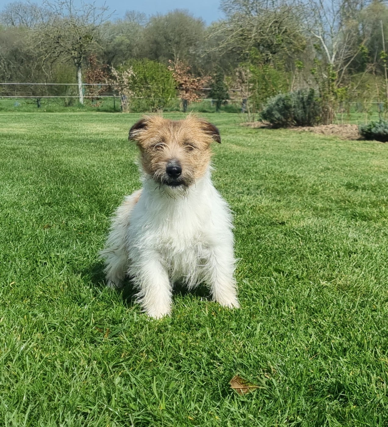 CHIOT Velcro du Logis de Beaumanoir