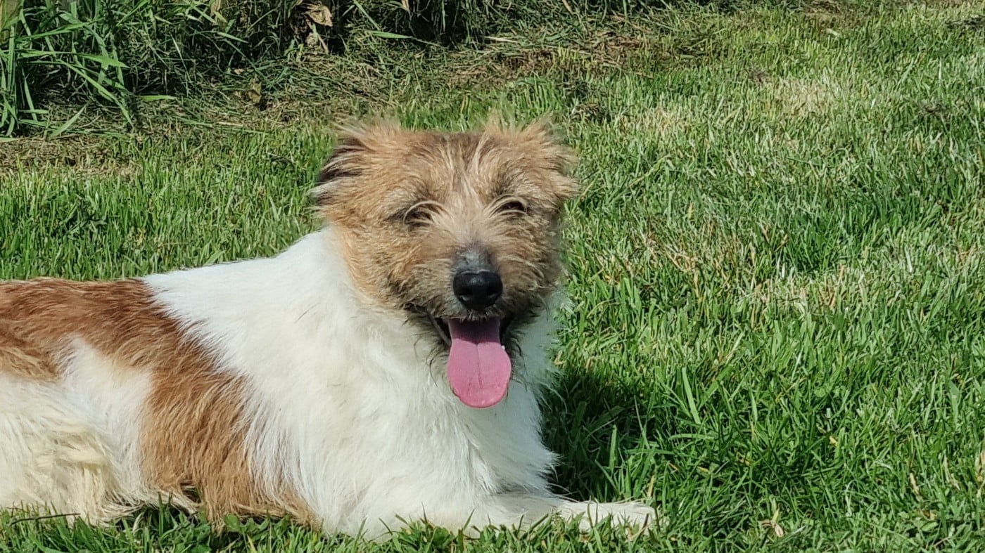 CHIOT Velcro du Logis de Beaumanoir