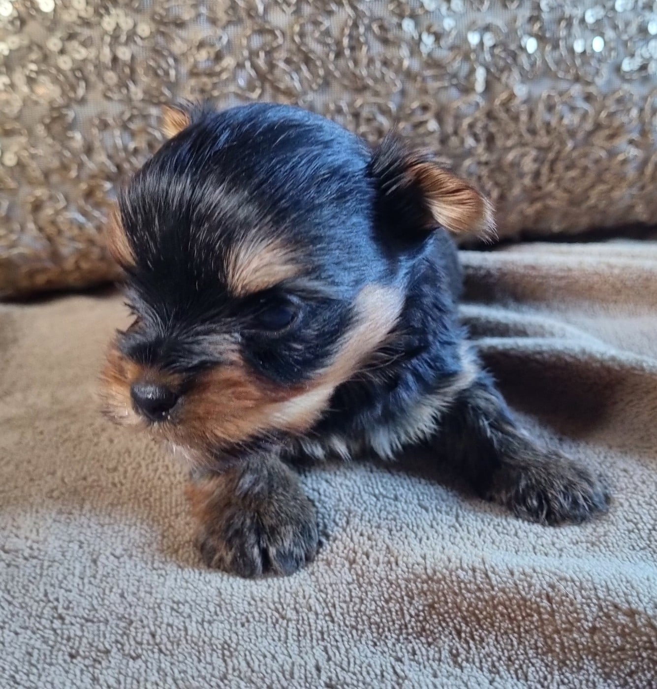 CHIOT 2 - Yorkshire Terrier