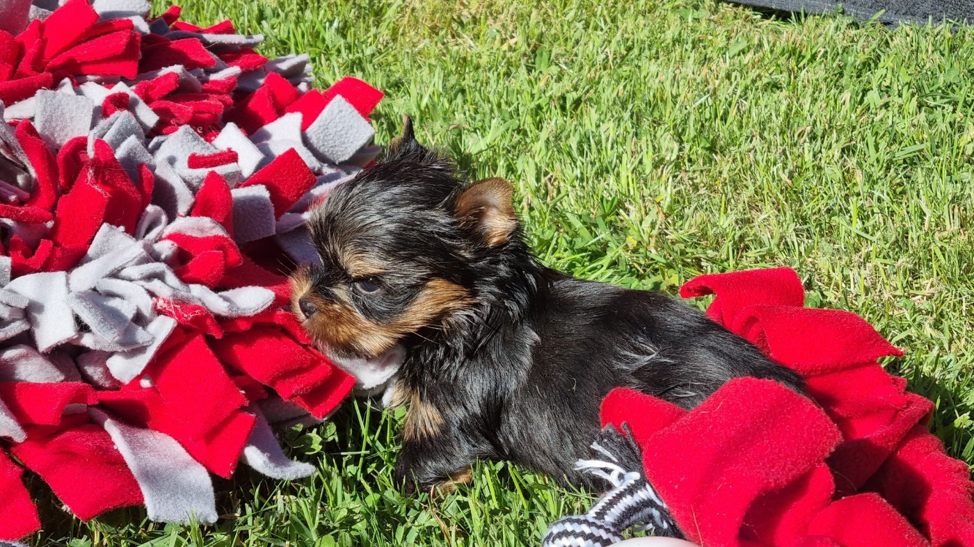 CHIOT 1 - Yorkshire Terrier