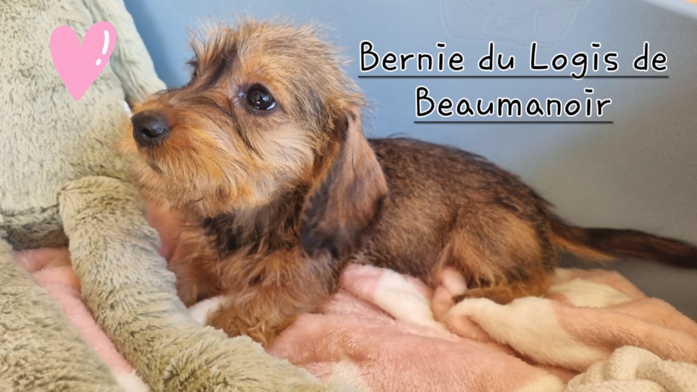 Bernie petite naine fauve charbonnee - Teckel poil dur
