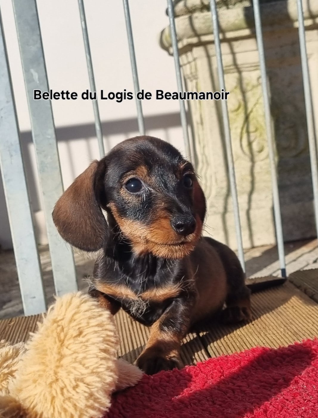 BELETTE Femelle nain / kaninchen sanglier - Teckel poil dur
