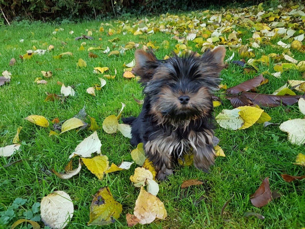 chiot Yorkshire Terrier Du logis de beaumanoir