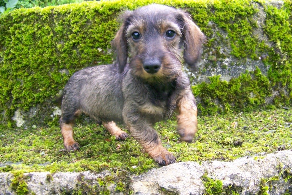 chiot Teckel poil dur Du logis de beaumanoir